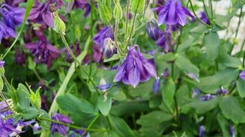 A group of purple flowers displays their delicate petals amidst lush green foliage in a sunny garden. The vibrant colors herald the arrival of spring and attract pollinators. video