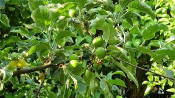 Young green apples are developing on a tree branch surrounded by vibrant green leaves in a flourishing garden during the spring season. video