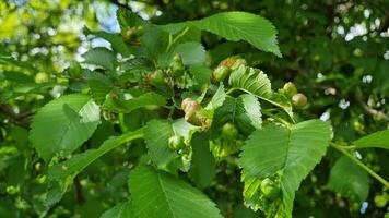 Green leaves of beech in the forest with galls, pathological formations on the plant organ. They can be caused by pests such as viruses, bacteria, fungi, arthropods, nematodes, beetles. video