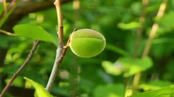 A small round green apricot fruit grows on a thin branch surrounded by bright greenery. The image captures the essence of late spring, symbolizing new growth. video