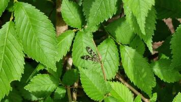 The common scorpionfly is a species of insect in the scorpionfly order. Insect resting on vibrant green leaves in a lush forest during the daytime video