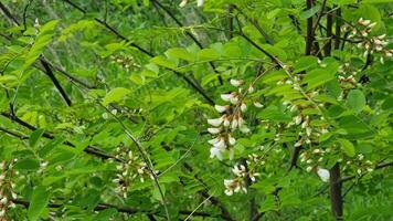 Bright green leaves and clusters of small white flowers adorn the branches of a tree, creating a vibrant display in a thriving natural environment during spring. video