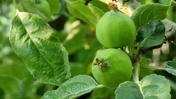 Two small green apples are developing on a tree branch surrounded by vibrant green leaves under warm sunlight in a peaceful garden setting. video