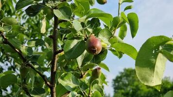 Pears are developing on a tree surrounded by green leaves in a sunlit orchard. The scene captures the essence of late spring growth and abundance in nature. video