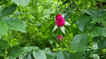 A vibrant pink rosebud emerges surrounded by rich green leaves in a peaceful garden. Bright sunlight highlights the freshness of spring, creating a serene atmosphere. video