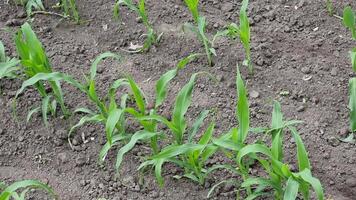 Corn seedlings emerge from rich, dark soil in a field. The vibrant green leaves reach for sunlight, indicating healthy growth. This scene captures the essence of agricultural progress. video