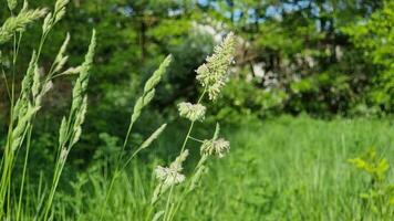 Tall green grass sways in the breeze, illuminated by warm sunlight. Lush greenery surrounds the area, creating a peaceful and tranquil atmosphere. video