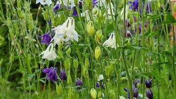 A diverse array of wildflowers showcases white, purple, and green hues in a vibrant garden. The flowers are surrounded by tall green grass, creating a peaceful spring atmosphere. video