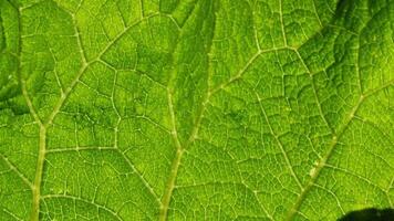 A close view of a green leaf reveals its lush texture and complex vein patterns illuminated by sunlight, showcasing the beauty of nature in detail. video