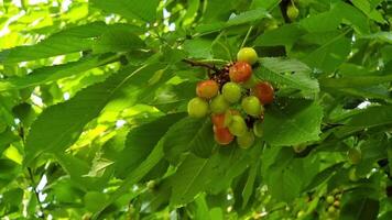 Clusters of cherries in various stages of ripeness hang from lush green leaves in an orchard. The bright sunlight enhances the vibrant colors of the fruit and foliage. video