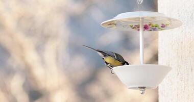 Charming bird feeder made from old plates for attracting various birds. Eurasian blue tit peck food from DIY bird feeder hanging on wall. Bird titmouse eat food. Small bird pick grain and fly away video