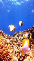 A group of triangular butterflyfish playing on the coral reef video