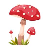 Fly agaric mushroom vector