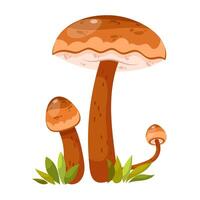 Suillus luteus mushroom vector