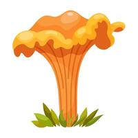 Cantharellus cibarius mushroom vector