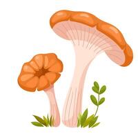 Omphalotus olearius mushroom vector