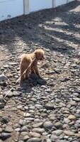 A Playful Dog Joyfully Strolling Along a Rocky Pathway by the Coast, Embracing Adventure video