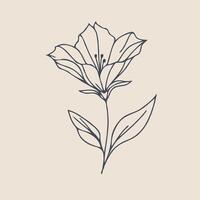 A flower is drawn in a line on a beige background vector