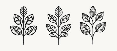 Three different types of leaves drawn in black and white vector
