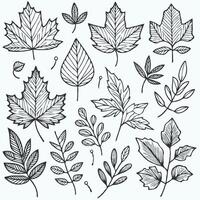 Autumn leaves set of hand drawn leaves vector