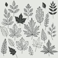 Set of autumn leaves illustration vector