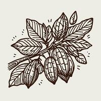 Cacao beans branch and leaves. Hand- drawn black and white leaves. vector