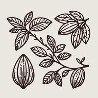Cacao beans branch and leaves. Hand drawn illustration. Cocoa seeds set in engraving style, contour cocoa beans, line art natural chocolate vector