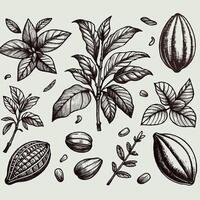 Cacao beans branch and leaves. Hand drawn illustration, set of contour cocoa beans, line art natural chocolate vector