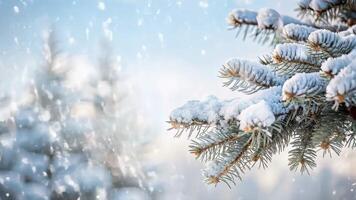 Snow-covered branches of a spruce tree in a winter forest on a snowy day video