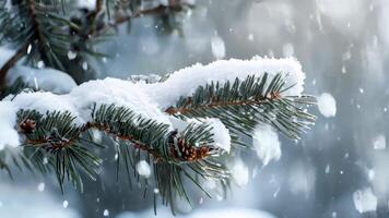 Snow-covered branches of a coniferous tree on a snowy day video