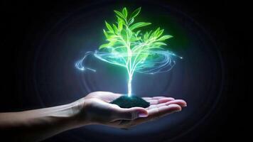 A young tree is formed on a human palm from rays of light video