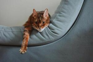Cute cat resting on couch with extended paw. photo