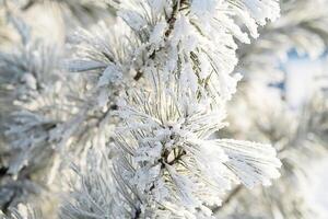 Frosted pine branches, covered snow in sunlight, creating serene winter atmosphere. photo