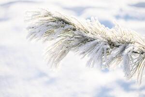 Frosted snow covered pine tree branches in sunlight, close up. photo