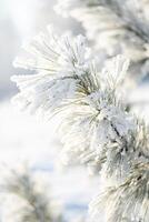 Frosted snow covered pine tree branches in sunlight, close up. photo