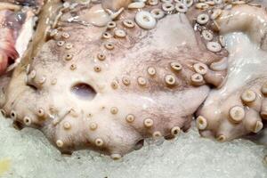 Fresh Octopus Tentacles on Ice for Seafood Market Display photo