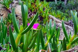 Spring Flora in Vibrant Bloom Coastal Nature's Serenity for Posters and Wall Art photo