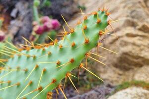 Close-Up of Prickly Cactus in Desert Environment - Nature and Texture Design Elements photo