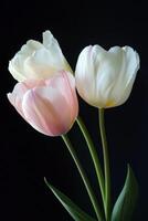 Elegant pink and white tulips arranged artistically against a dark background showcasing nature's beauty and photo