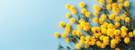 Vibrant yellow mimosa flowers arranged on a soft blue background showcasing their natural beauty and delicate photo