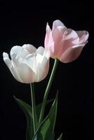 Elegant pink and white tulips arranged artistically against a dark background showcasing nature's beauty and photo
