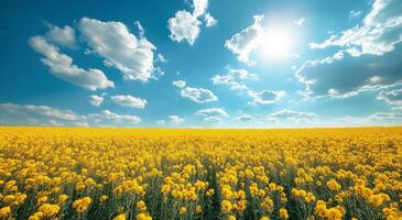 Vibrant yellow flower field under a bright blue sky with fluffy white clouds during midday sunlight photo