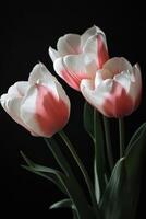 Elegant pink and white tulips arranged artistically against a dark background showcasing nature's beauty and photo