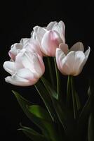 Elegant pink and white tulips arranged artistically against a dark background showcasing nature's beauty and photo
