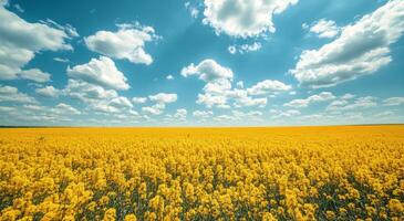 Vibrant yellow flower field under a bright blue sky with fluffy white clouds during midday sunlight photo