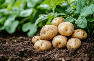 Freshly harvested potatoes nestled in rich soil among vibrant green spinach leaves in a sunny garden setting photo