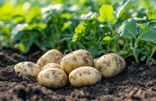 Freshly harvested potatoes nestled in rich soil among vibrant green spinach leaves in a sunny garden setting photo