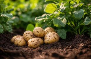 Freshly harvested potatoes nestled in rich soil among vibrant green spinach leaves in a sunny garden setting photo