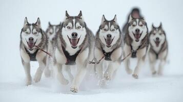 Sled dog team races through a snowy landscape under a clear winter sky in a frosty environment, showcasing the photo