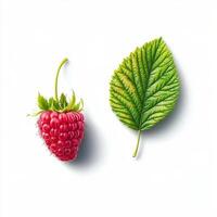 Fresh raspberries and vibrant green leaves arranged elegantly on a light background showcasing natural beauty photo